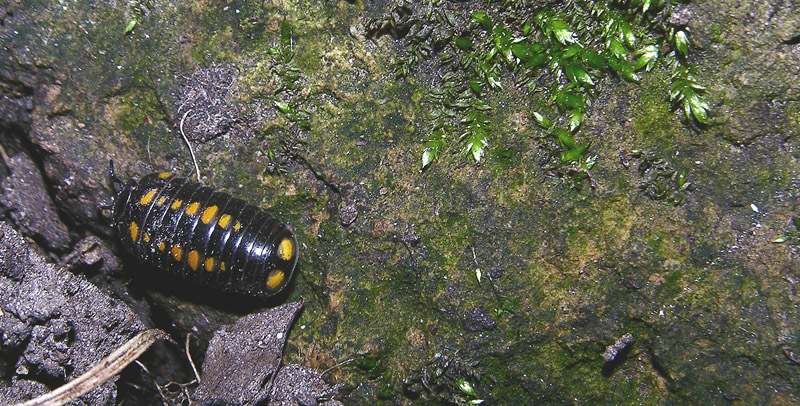 Glomeris pustulata